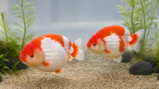 浅く広い水槽で泳ぐ背びれのない赤白らんちゅうの飼育ガイド用画像