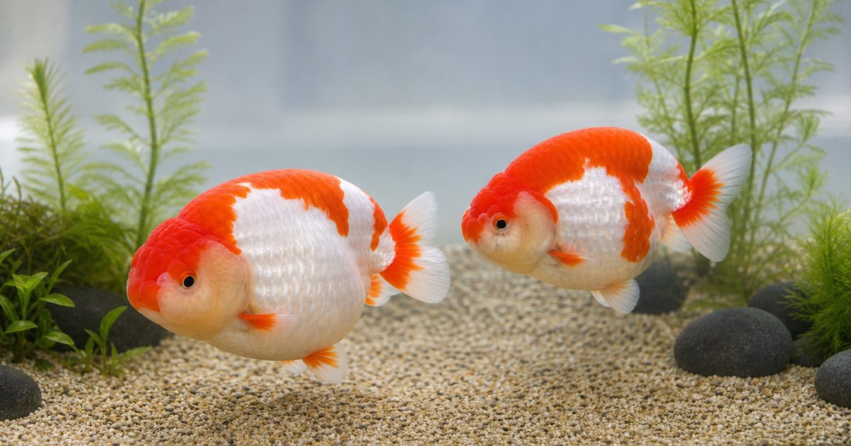 浅く広い水槽で泳ぐ背びれのない赤白らんちゅうの飼育ガイド用画像