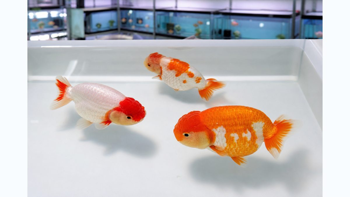 ショップ水槽で健康ならんちゅうの体形と泳ぎを確認する画像