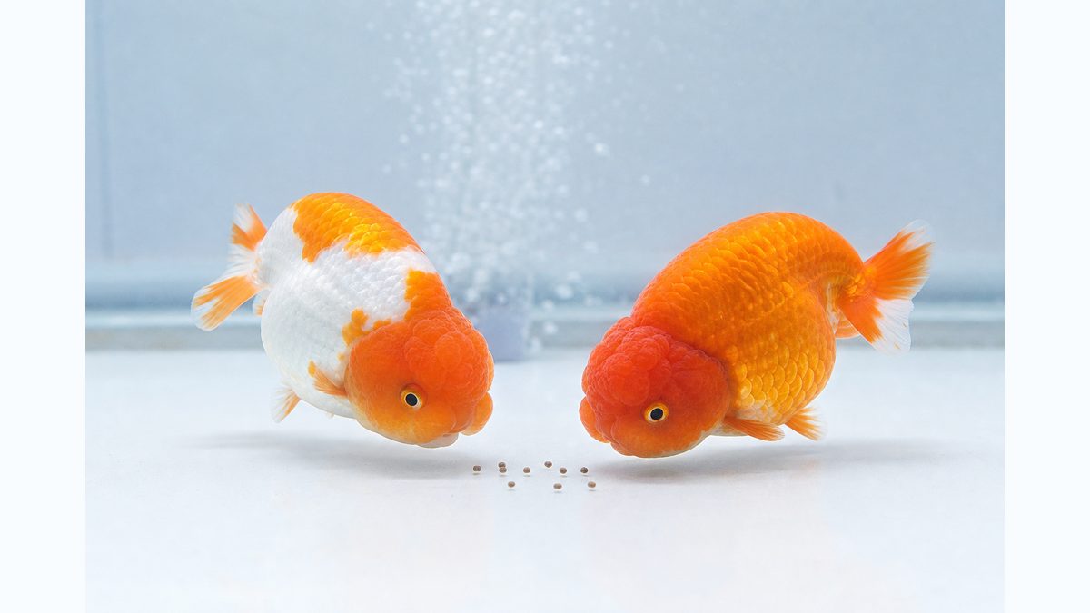 らんちゅうが少量の沈下性ペレットを食べる画像