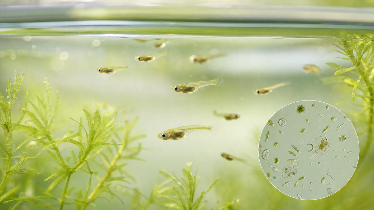薄いグリーンウォーターで植物プランクトンや微生物を食べるメダカの針子