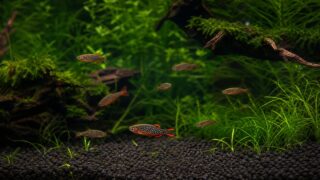 水草水槽を群泳するミクロラスボラ・ハナビ（ダニオ・マルガリタートゥス）