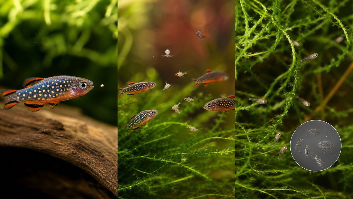小さな口で微粒子フードとブラインシュリンプを食べるハナビと稚魚