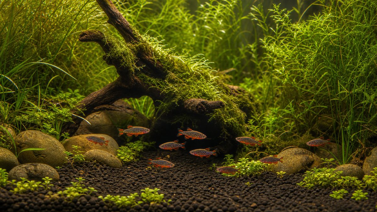 密生した水草とモス流木、開けた前景を備えたハナビ水槽レイアウト