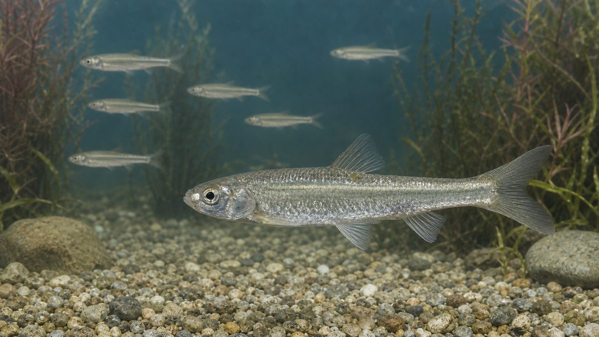 銀白色のホンモロコ成魚を側面から観察し背景に小さな群れが泳ぐ水槽