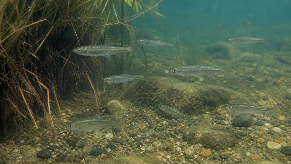 琵琶湖のヨシ根と砂礫の浅瀬から開水域へ泳ぐホンモロコの群れ