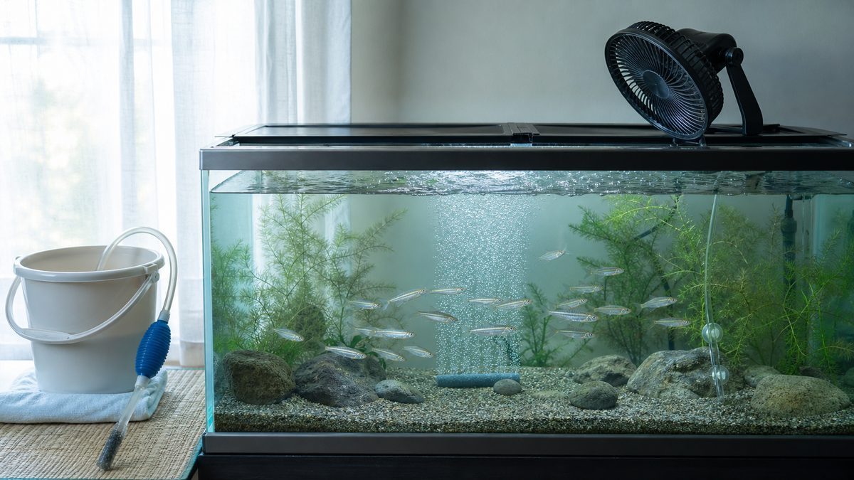 冷却ファンと細かなエアレーションを使い換水道具を準備したホンモロコ水槽