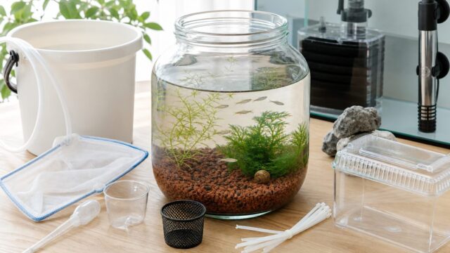 100均グッズで作るボトルアクアリウムと水槽用品を並べたアイキャッチ画像