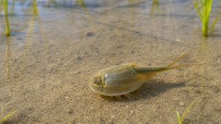 田んぼの浅い水底を進むカブトエビ