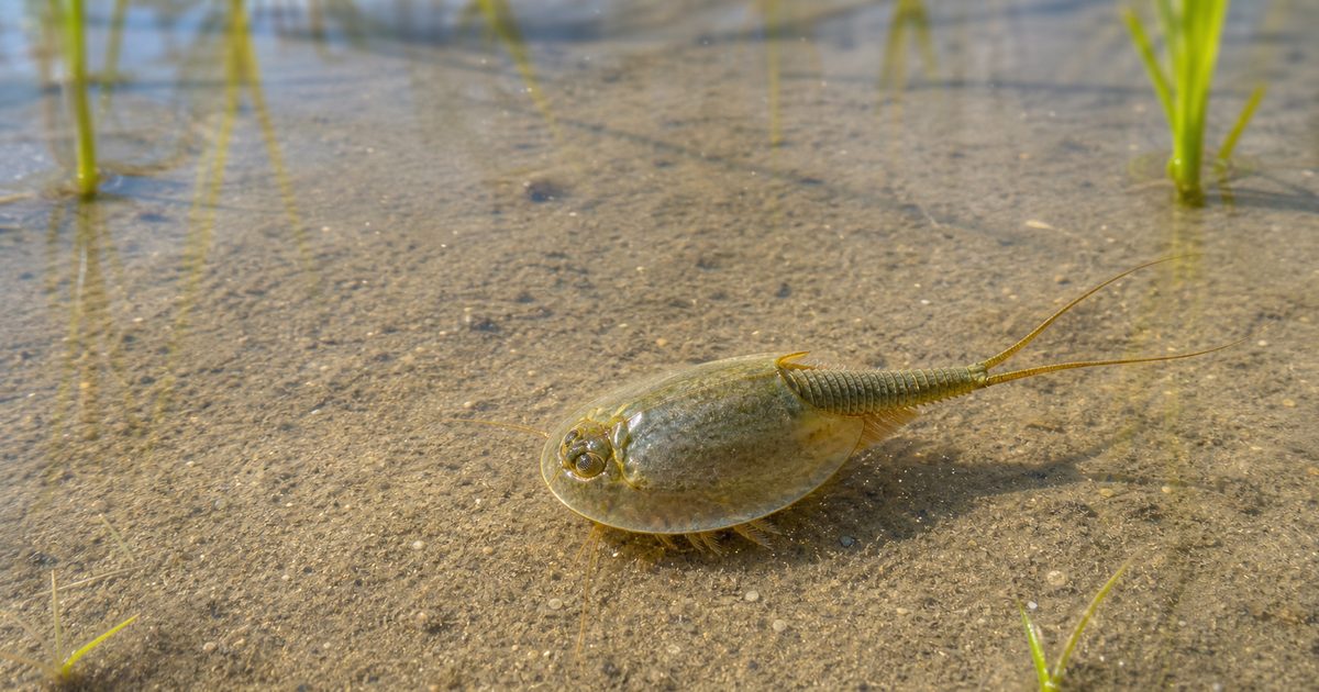 田んぼの浅い水底を進むカブトエビ