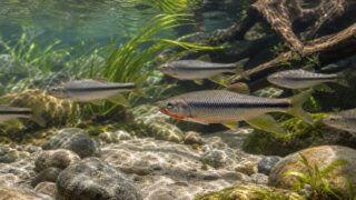 暗色の縦帯と婚姻色が特徴のカワムツが清流風の砂礫水槽を群泳する記事アイキャッチ