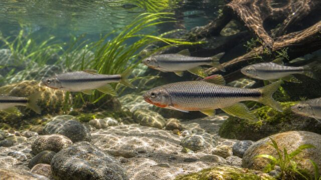 暗色の縦帯と婚姻色が特徴のカワムツが清流風の砂礫水槽を群泳する記事アイキャッチ