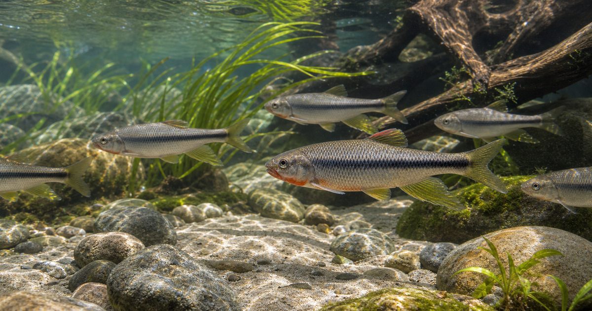 暗色の縦帯と婚姻色が特徴のカワムツが清流風の砂礫水槽を群泳する記事アイキャッチ