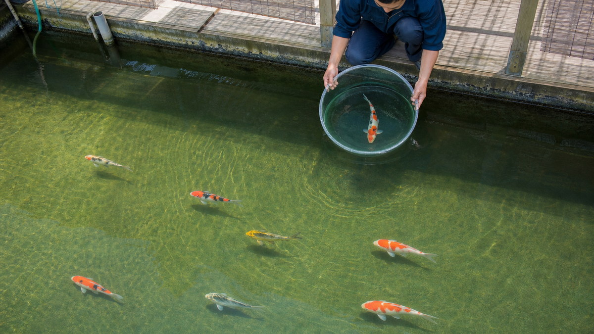 広い緑色の育成池を泳ぐ錦鯉の若魚と水中の観察ボウルを上から見る場面