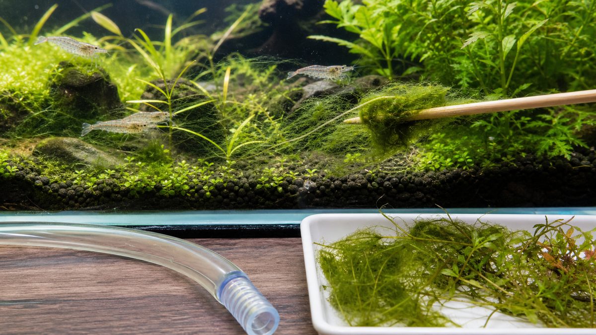 アオミドロを巻き取って除去し水換えで整える様子の画像