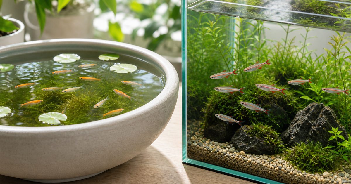 メダカ容器とアカヒレ水槽を並べて違いと選び方を伝えるアイキャッチ
