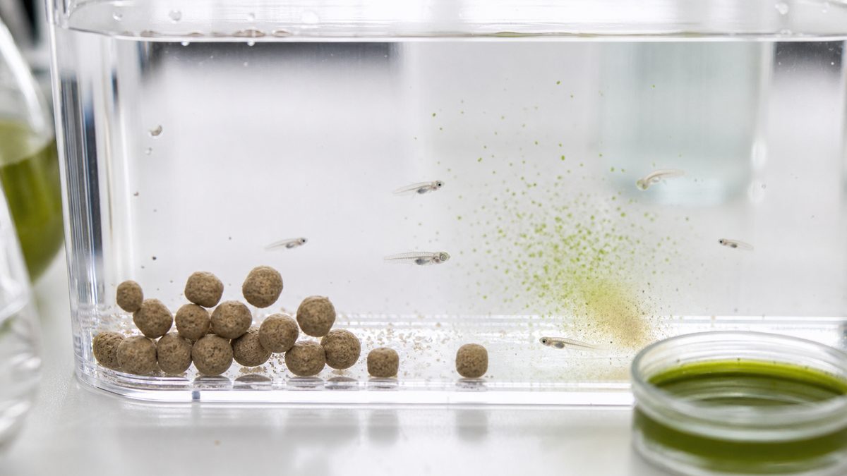 メダカの針子に大きすぎる餌と細かい稚魚用餌を対比した画像