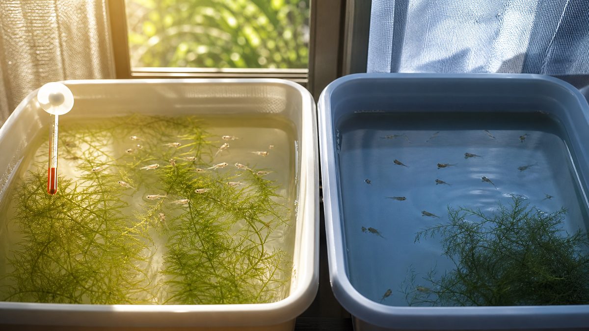 暖かい日照の容器と暗く冷えた容器を比較したメダカ稚魚の画像