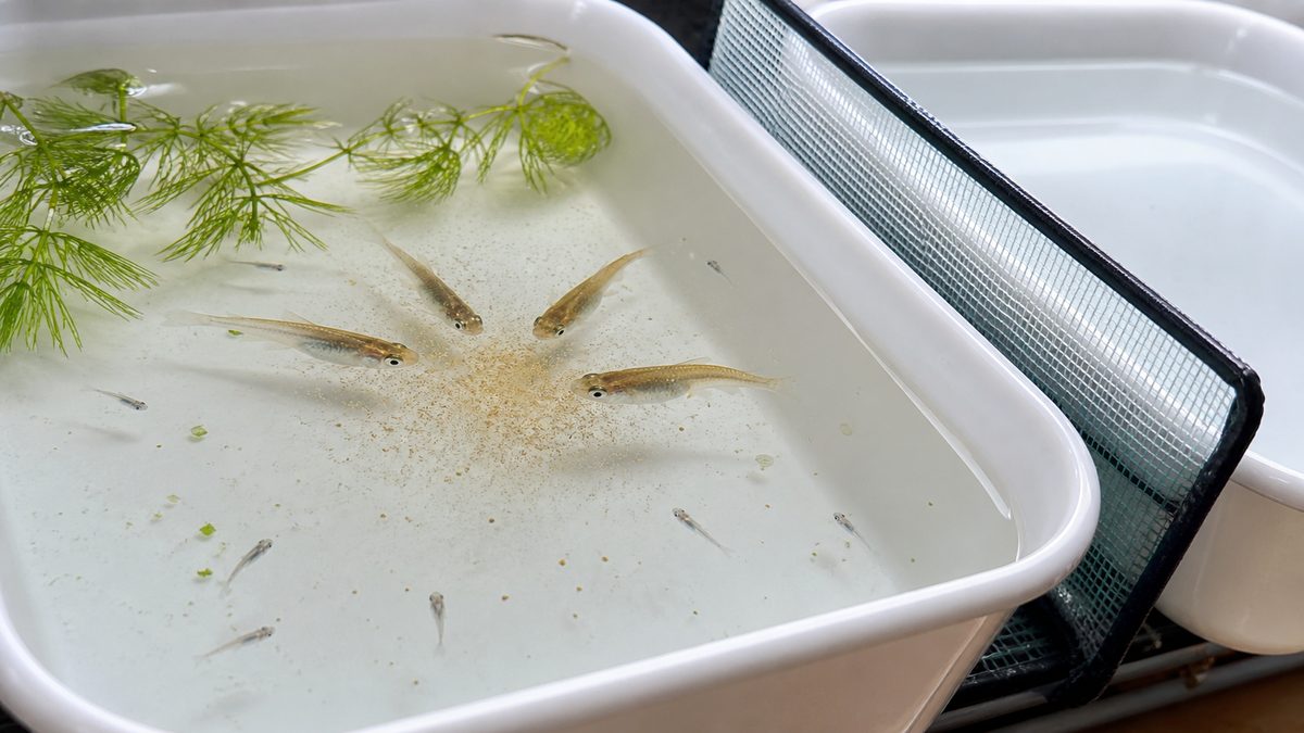 大きいメダカ稚魚が餌に集まり小さい針子が離れている画像