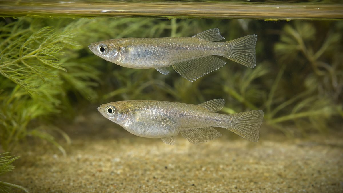 水草帯の水面直下を泳ぐ野生型ミナミメダカの雄と雌
