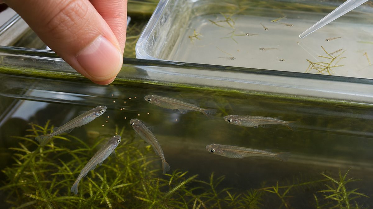 メダカ成魚へ少量の微粒餌を与え別容器で稚魚を育てる様子