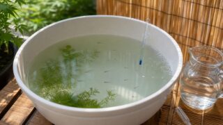 すだれで半日陰を作った深型容器で夏のメダカの針子を育てる安全な飼育環境