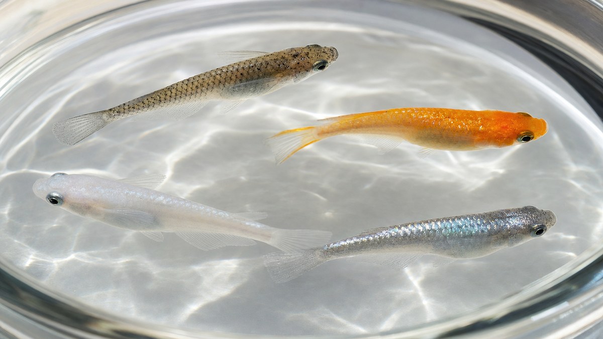 野生色・橙色・白色・銀青色のメダカで色素胞と光沢の違いを見比べる観察容器