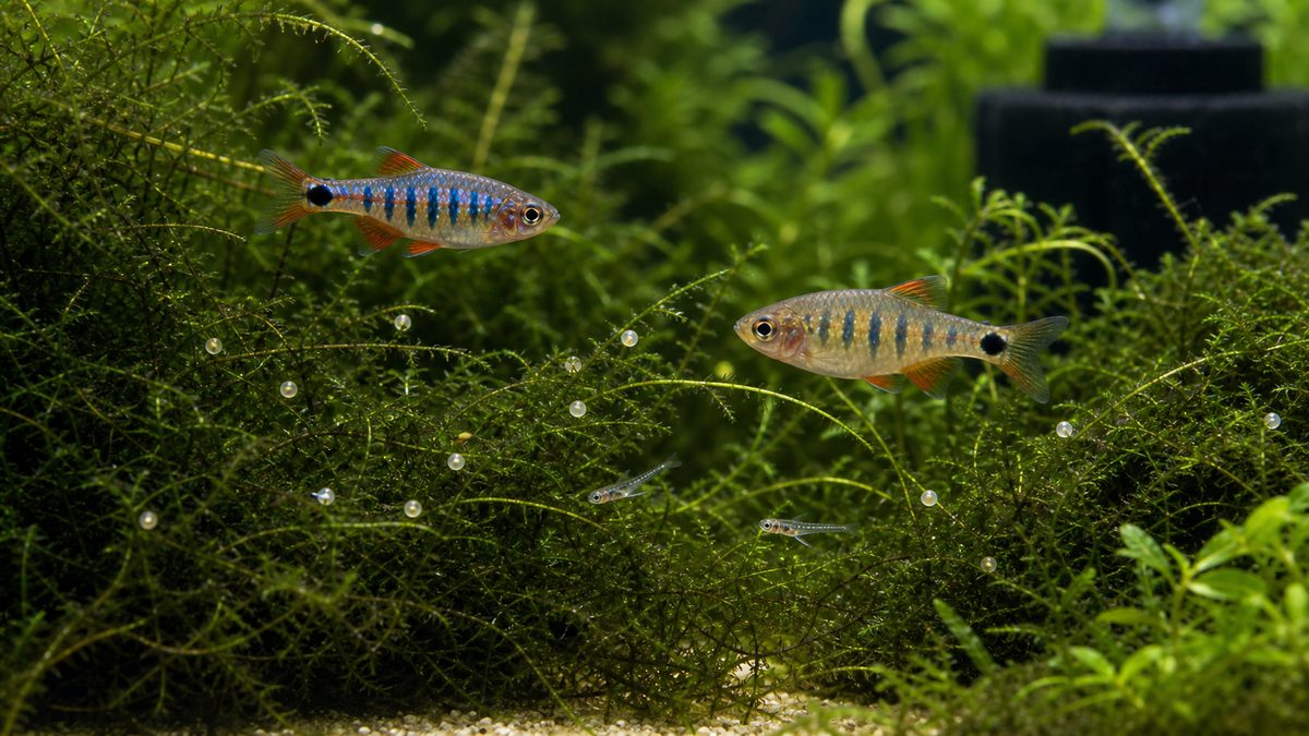 モスの中でばら撒き産卵するミクロラスボラ・エリスロミクロンの繁殖イメージ