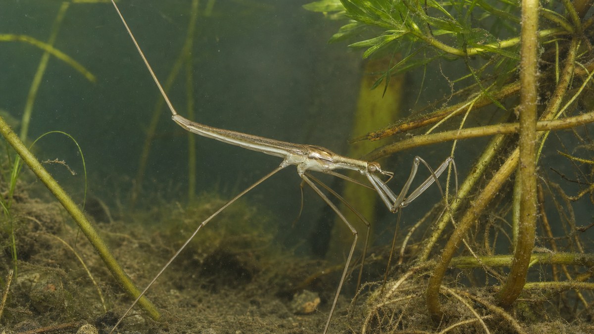 水草につかまり細長い体と鎌状の前脚と長い呼吸管を見せるミズカマキリ