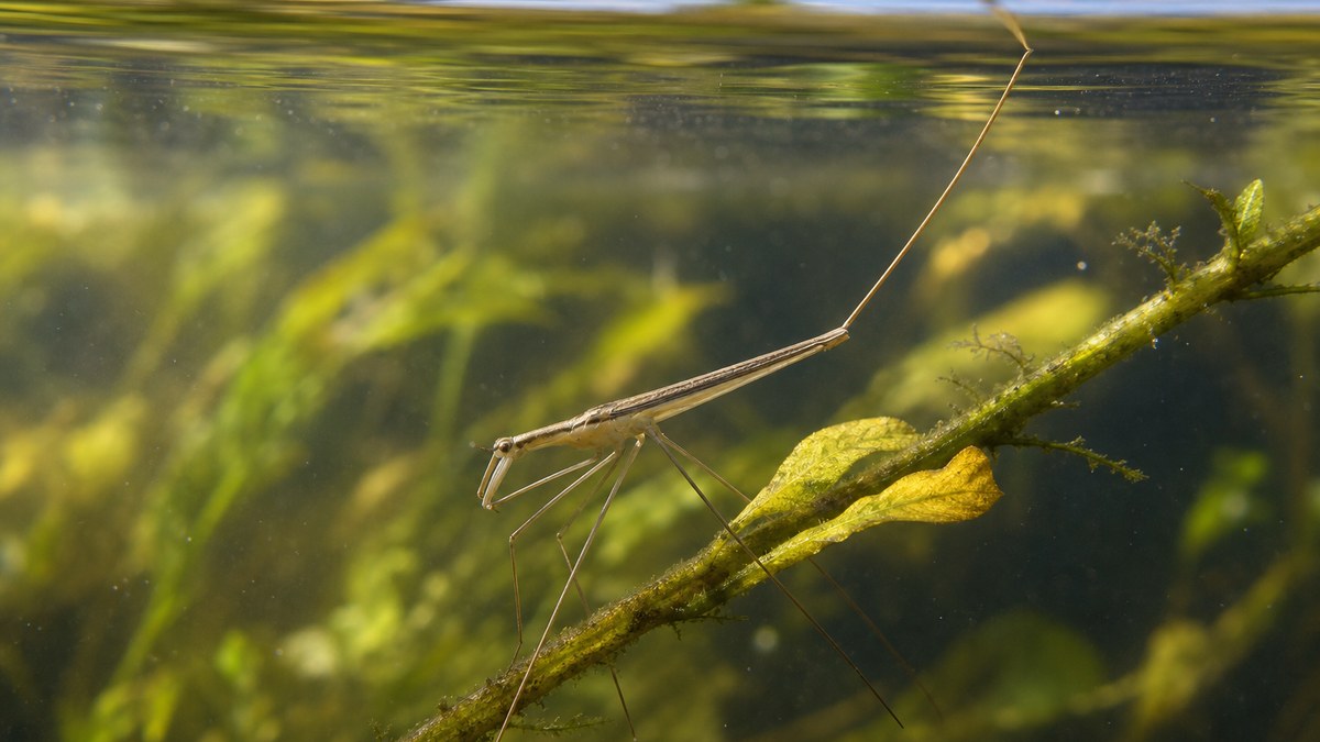 水面近くの水草で鎌状の前脚を構えて静止するミズカマキリ
