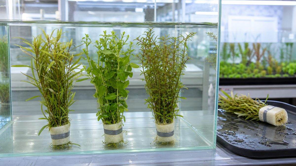 店頭水槽で水草の束を沈めてまとめる灰色の金属帯とスポンジ