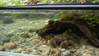 砂礫底の飼育水槽で暮らすモクズガニと脱走防止用のフタ