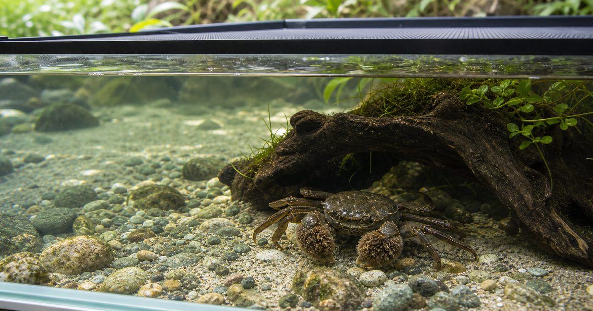 砂礫底の飼育水槽で暮らすモクズガニと脱走防止用のフタ