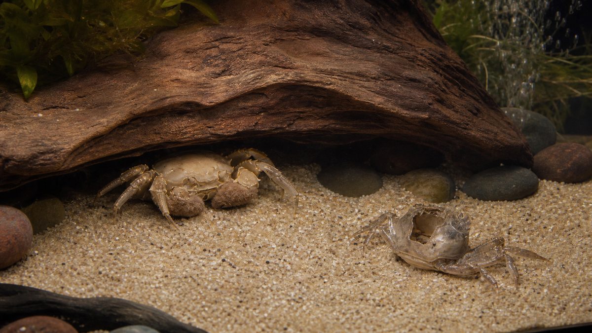 隠れ家で休む脱皮直後のモクズガニと離れた場所に残る抜け殻