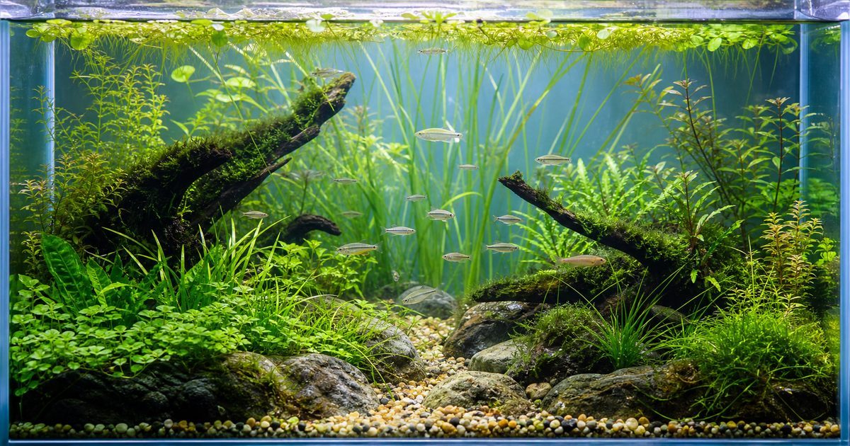 日淡水槽におすすめの丈夫な水草と自然な水景を示す水草水槽