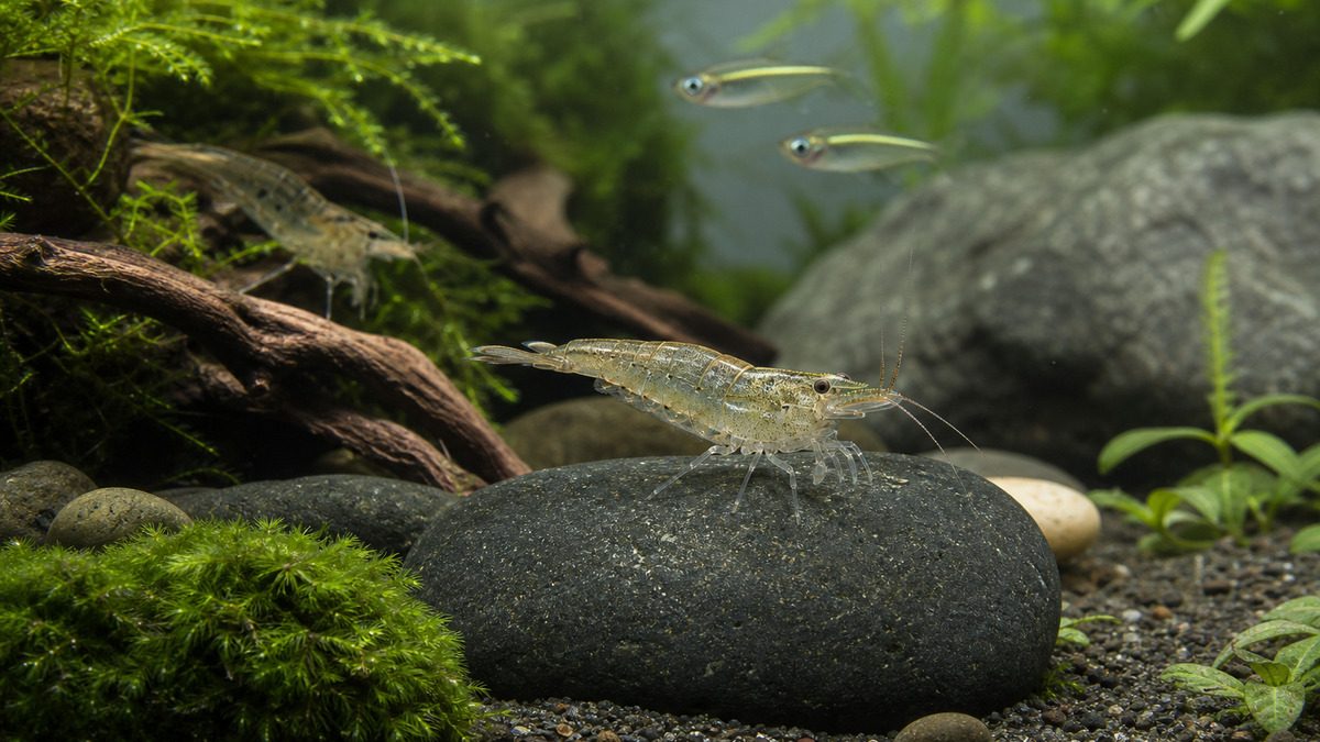滑らかな頭部と淡い体側模様のヌマエビが、水草・石・穏やかな小型魚のいる水槽で休む様子