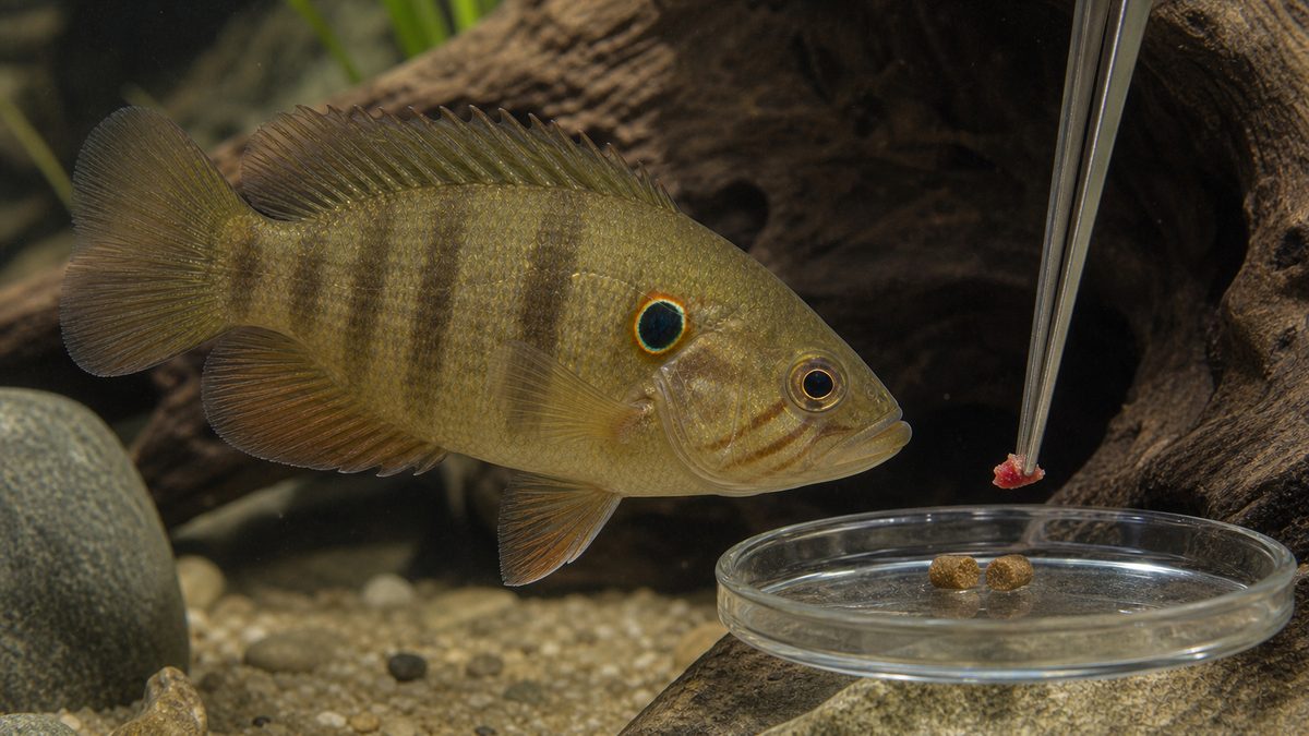 オヤニラミへ少量の解凍餌と沈下性ペレットを与える給餌場面