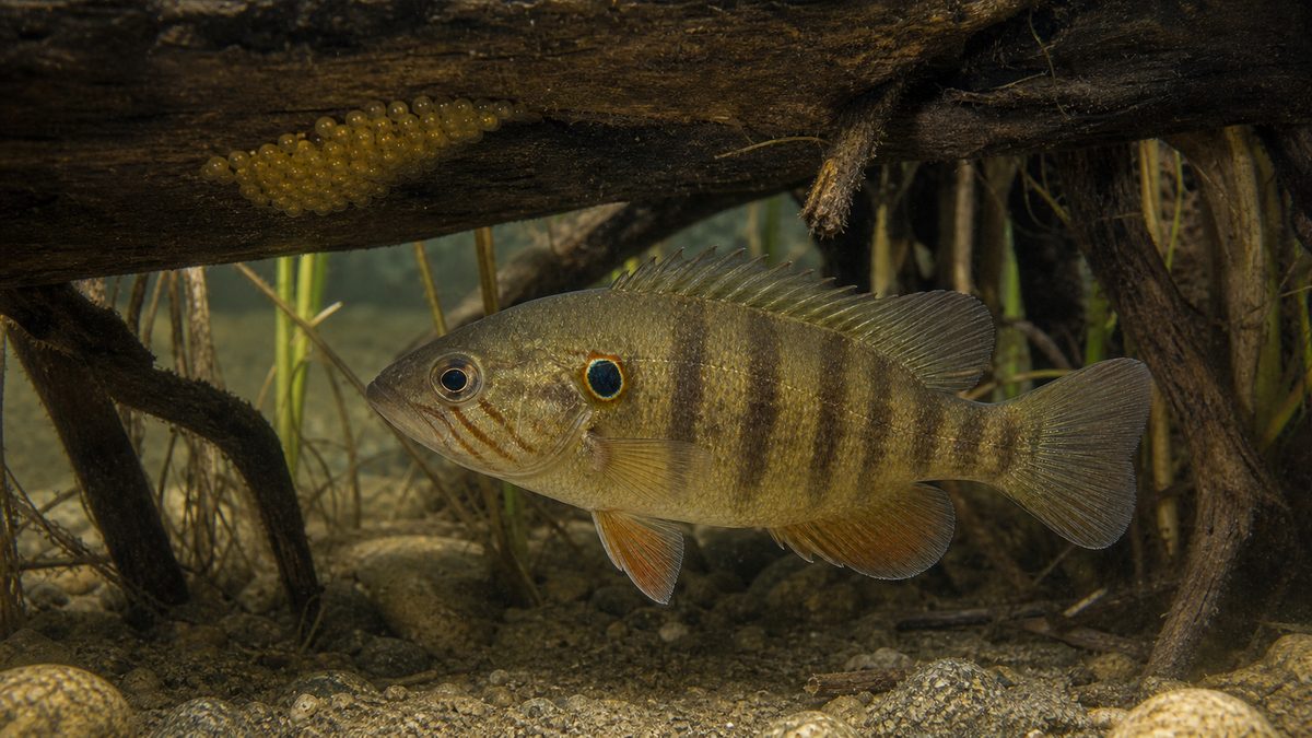 水中の根や平らな隠れ場所の下面に付いた卵を守るオヤニラミのオス