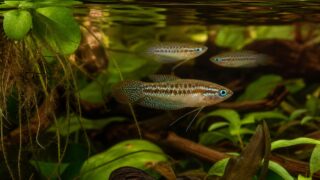 浮草と水草の間を泳ぐ青緑の斑点と赤褐色のヒレを持つピグミーグラミー3匹