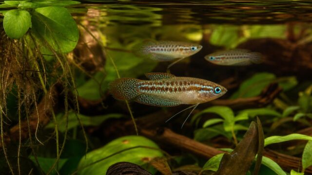 浮草と水草の間を泳ぐ青緑の斑点と赤褐色のヒレを持つピグミーグラミー3匹