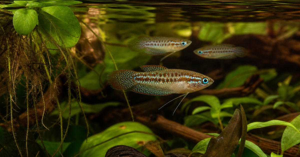 浮草と水草の間を泳ぐ青緑の斑点と赤褐色のヒレを持つピグミーグラミー3匹