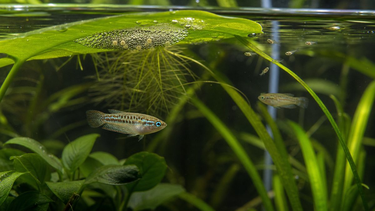 浮葉の裏の泡巣で卵を守るオスと水草の近くを泳ぐピグミーグラミーの稚魚