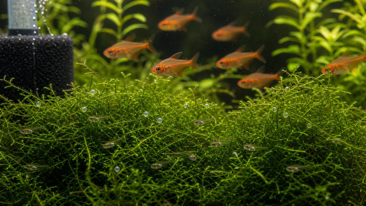 ウィローモスの中でレッドテトラの卵と稚魚を守る繁殖環境
