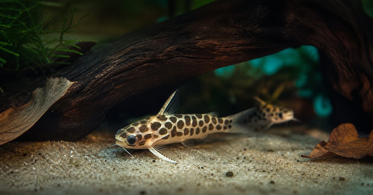 流木の下から姿を見せるレオパードタティア