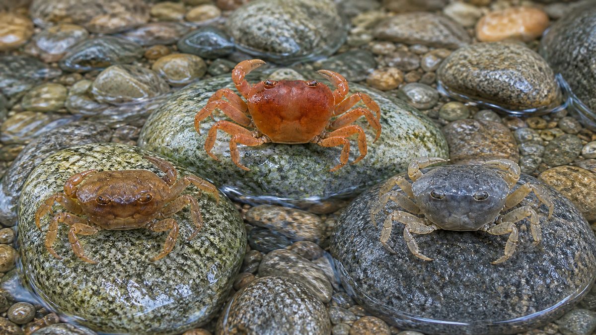 浅い清流の石に並ぶ褐色、赤橙色、青灰色のサワガニ3個体