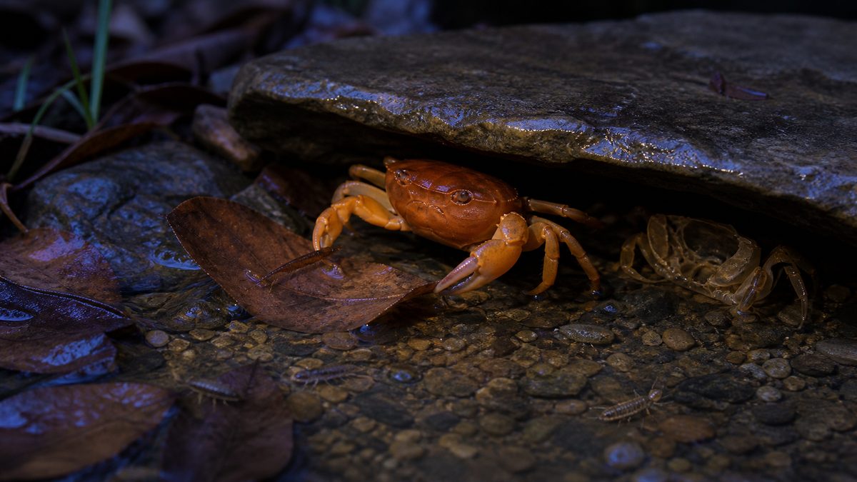 夕暮れの石陰から出て落ち葉を食べるサワガニと空の脱皮殻