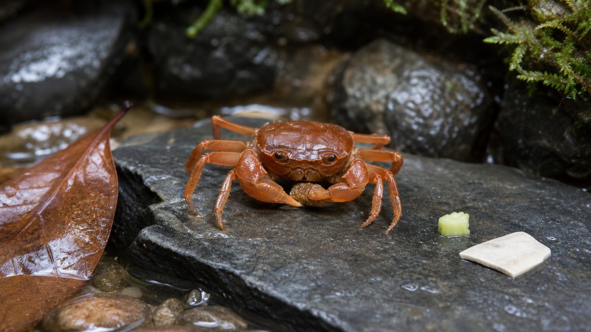 配合飼料を食べるサワガニと落ち葉、少量の野菜、カトルボーン