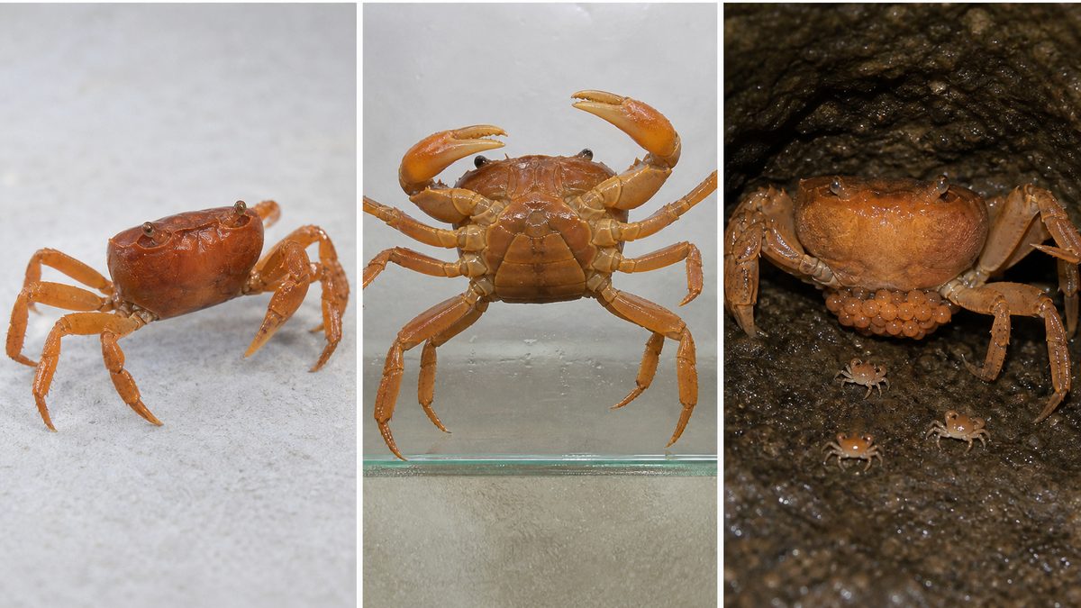 片方のハサミが大きいオス、腹節が広いメス、抱卵個体と小さな稚ガニ