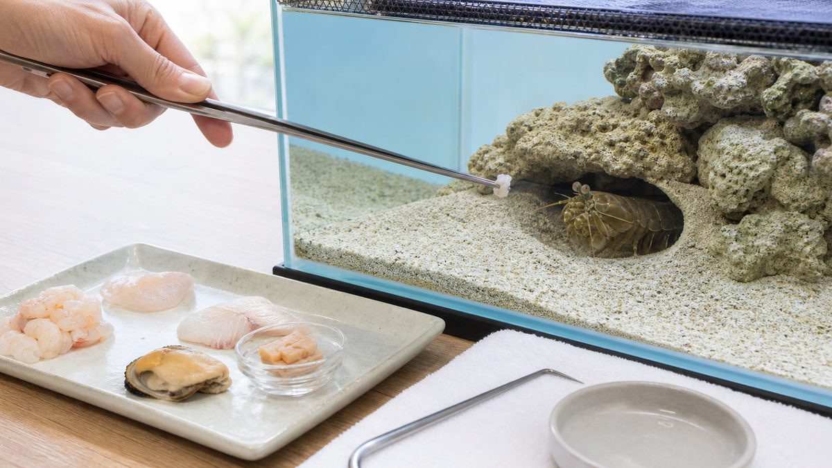 解凍した海産餌を少量ずつ長いトングでシャコの巣穴へ与える様子