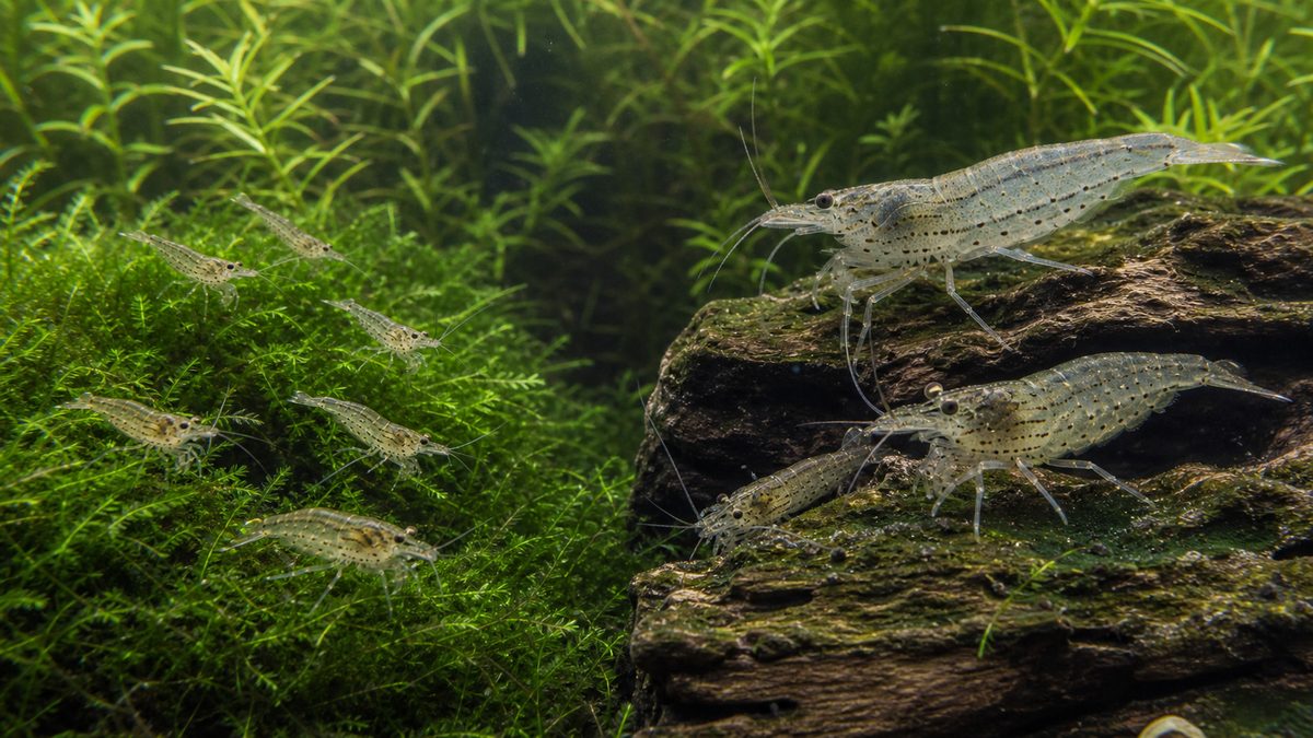 ミナミヌマエビとヤマトヌマエビの違いを水草水槽で比較した画像